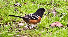 Rufous-sided Towhee