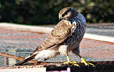 red-shouldered hawk