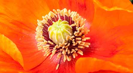 poppy